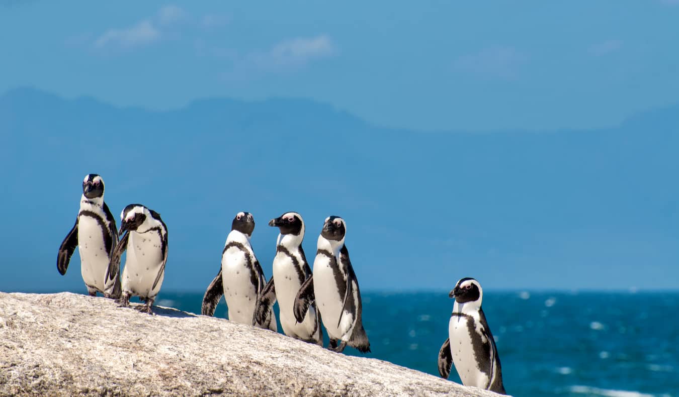 Os pinguins estão descansando na praia de Bowler Beach, perto da Cidade do Cabo, África do Sul