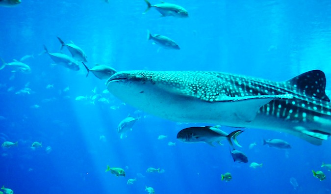 Um enorme tubarão-baleia nada entre outros peixes em águas azuis cristalinas.