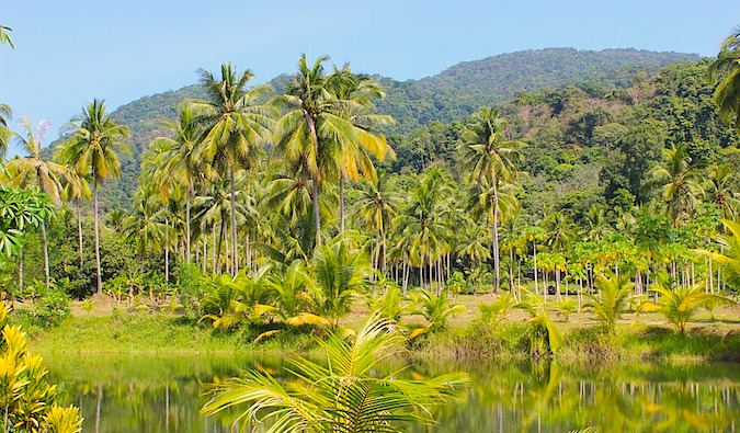 Selva verde e magnífica na Tailândia