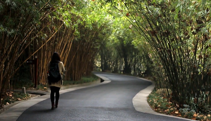 Um caminho sereno em uma floresta de bambu na China, ao longo da qual uma mulher solitária está chegando