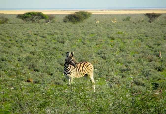 Zebra solitária em Savannah, na Namíbia, África do Sul
