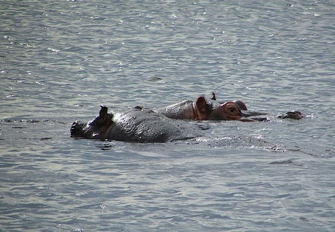 Um hipopótamo espiando a água em Botswan, na África do Sul