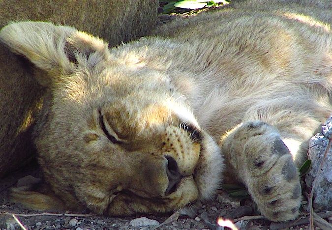 Leão dormindo na Namíbia, África