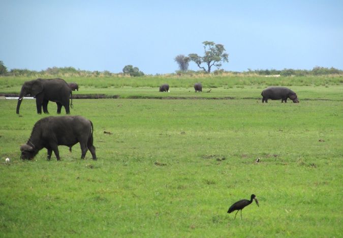 Foto do elefante, hipopótamo e búfalo de água no rio Chobe, no sul da África