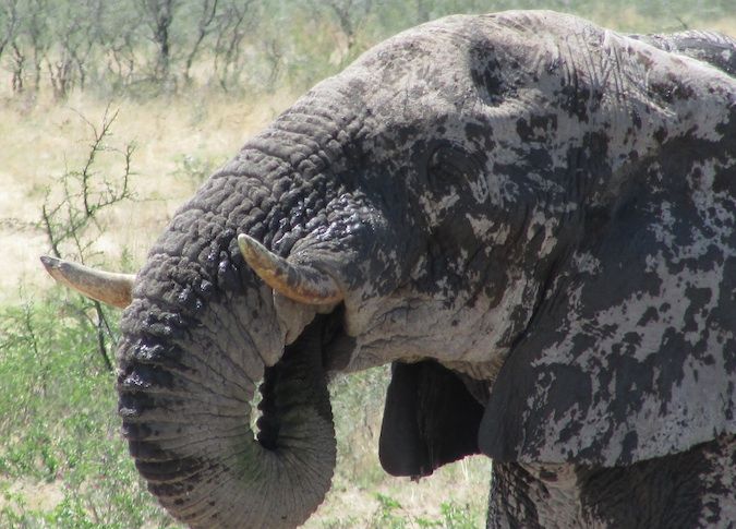 Foto de um elefante na Namíbia