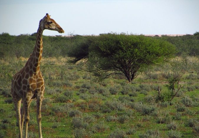 Girafa incrível posando em frente à câmera na África Austral