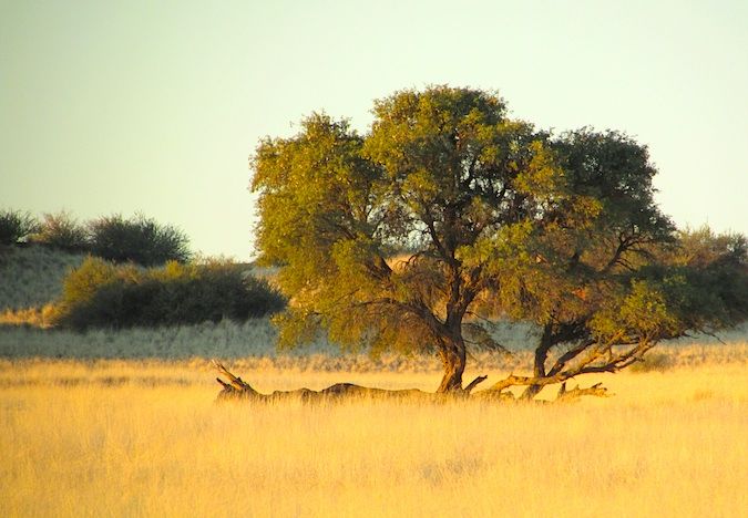 Árvore solitária em Savannah, na Namíbia, África do Sul