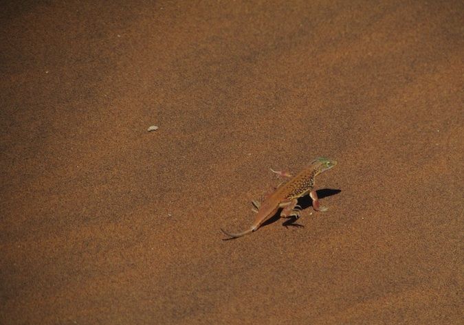 Foto de Amazing Lizard no deserto africano
