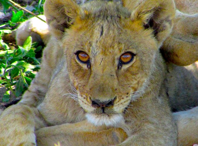 Cub de leão incrível na Namíbia