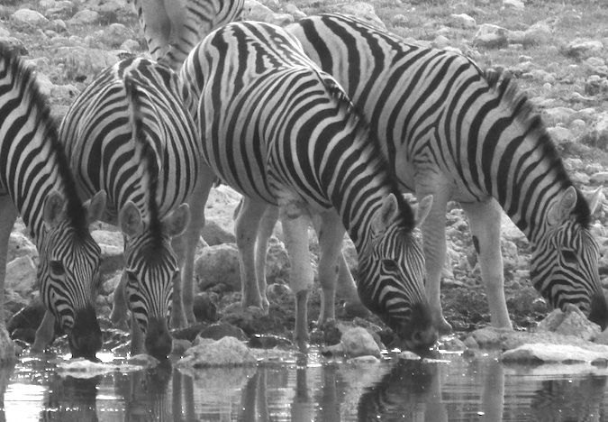 Belo rebanho de uma zebra em água rega na África