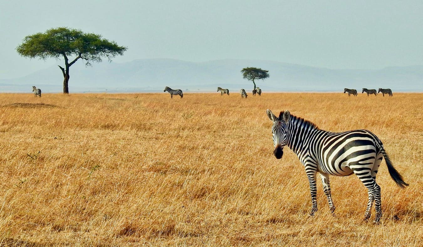 Zebra nas planícies de Masai Mara no Quênia, África