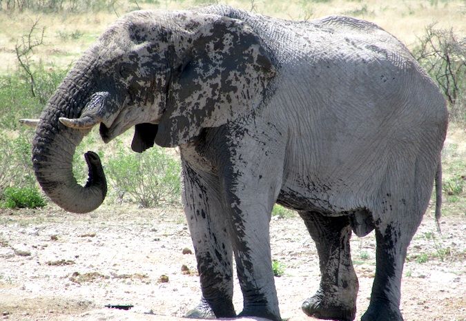 Elefante permanece calmo, Namíbia