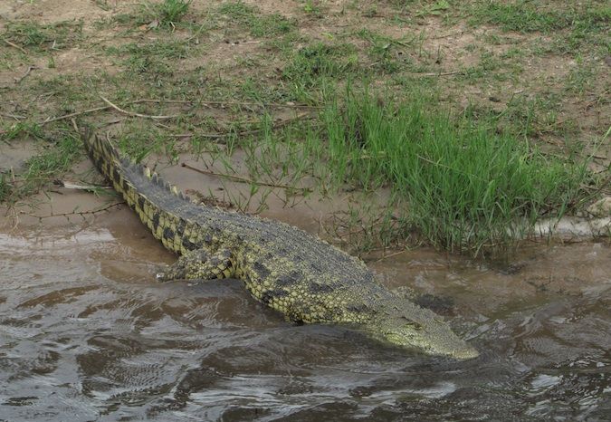 Crocodilo no rio Chobe, Botsuana