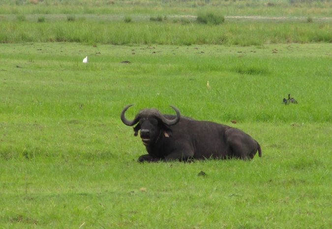 Búfalo preguiçoso no rio Chobe