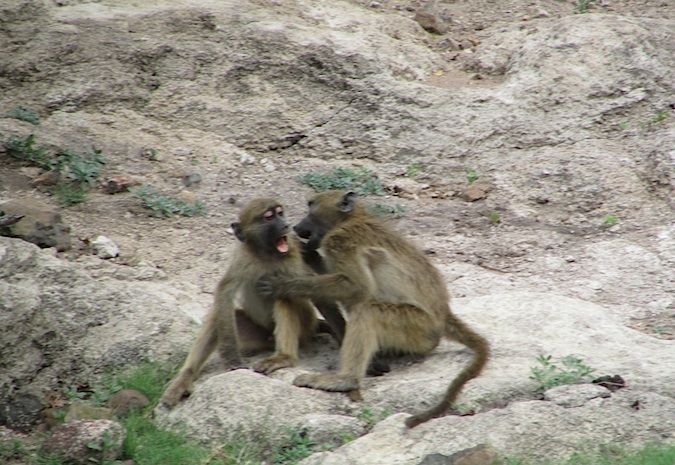 Macacos brigando (ou se beijando?) no rio Chobe, Botsuana