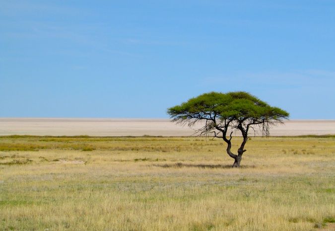 Árvore solitária na savana, Namíbia
