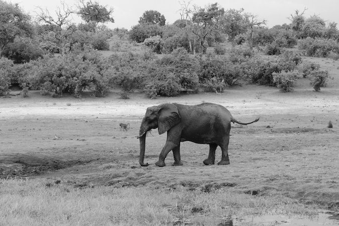 Elefante no rio Chobe