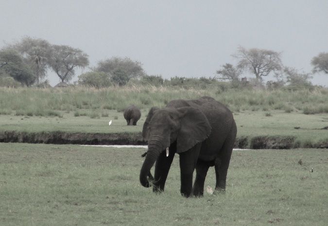 Mais elefantes em Chobe