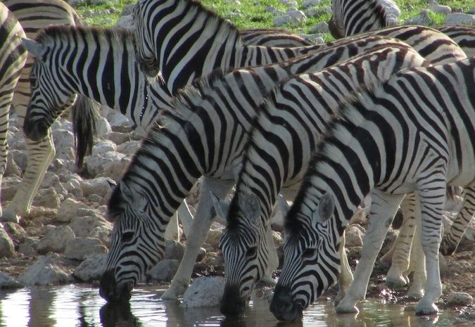 Zebras em um bebedouro