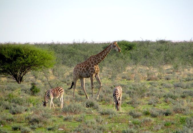 Zebras e girafas caminhando no Parque Nacional Etosha, Namíbia