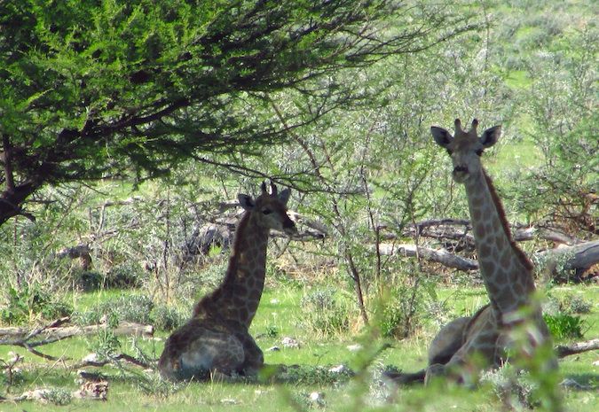 Girafas descansando à sombra no Parque Nacional Etosha, Namíbia