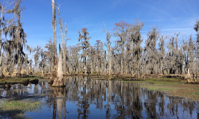 Pântanos e árvores do bayou na Louisiana