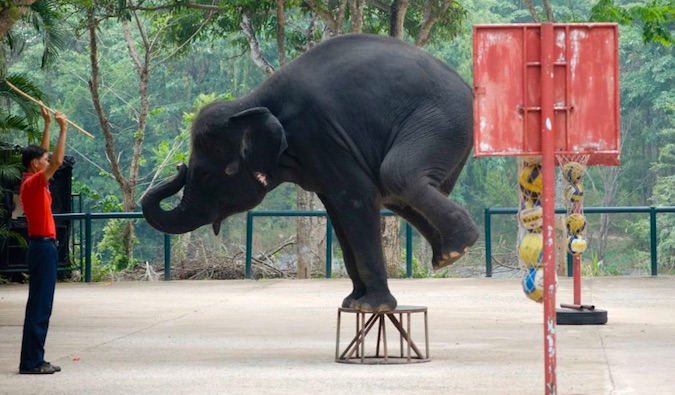 Um elefante forçado a se apresentar em um circo no Sudeste Asiático