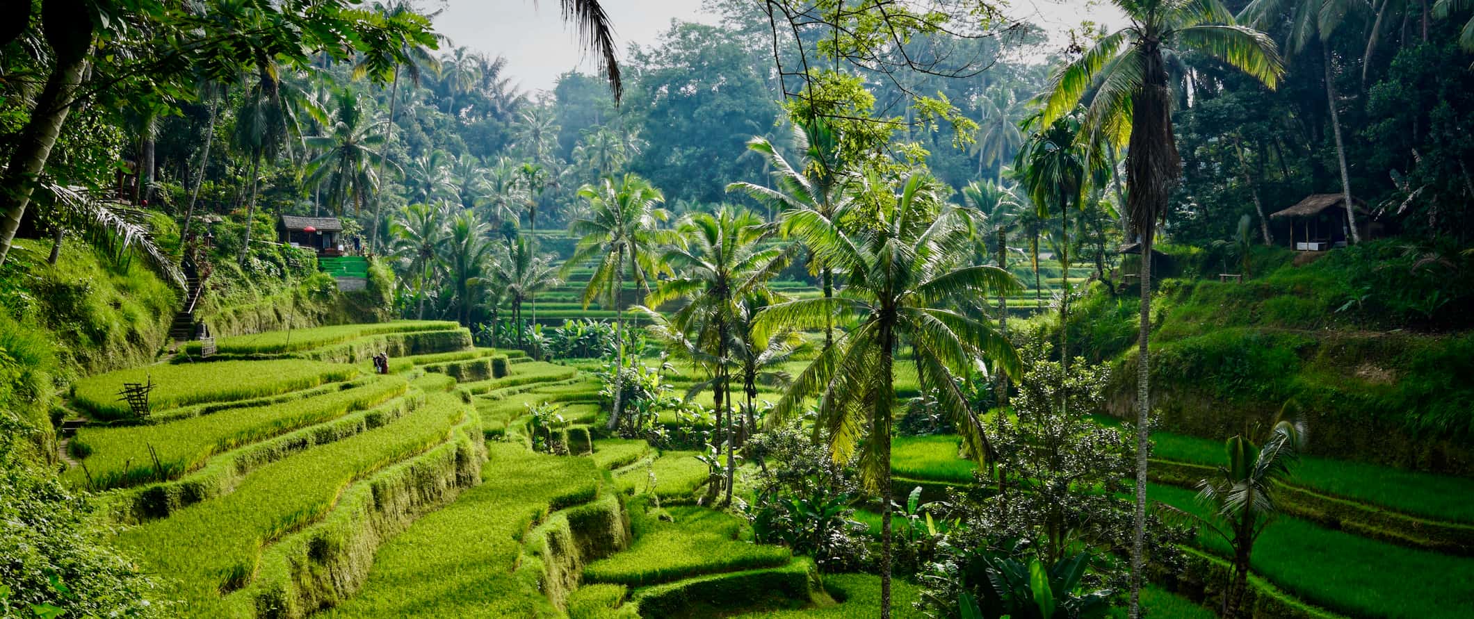 Campos de arroz verde luxuriante em Bali, Indonésia, cercados por uma selva alta