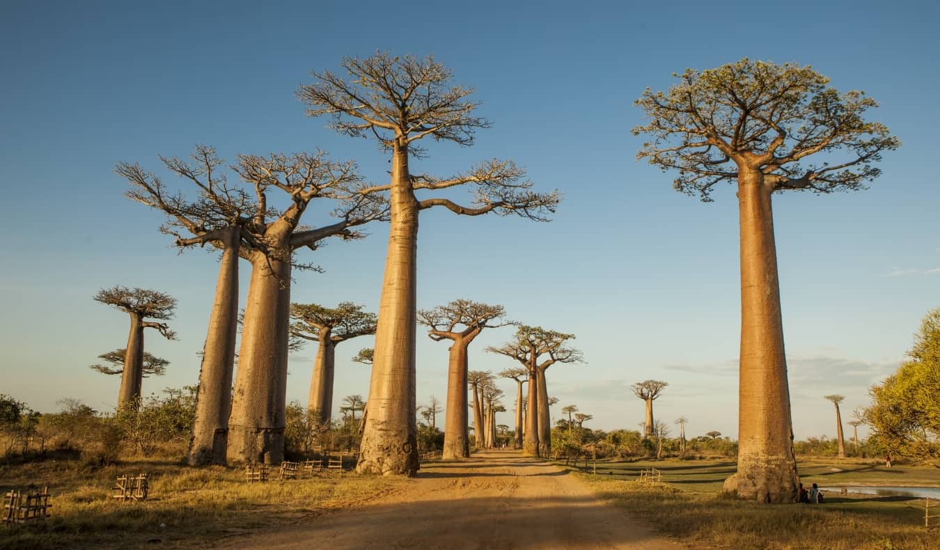 Um beco amplo com grandes árvores baobabes em Madagascar