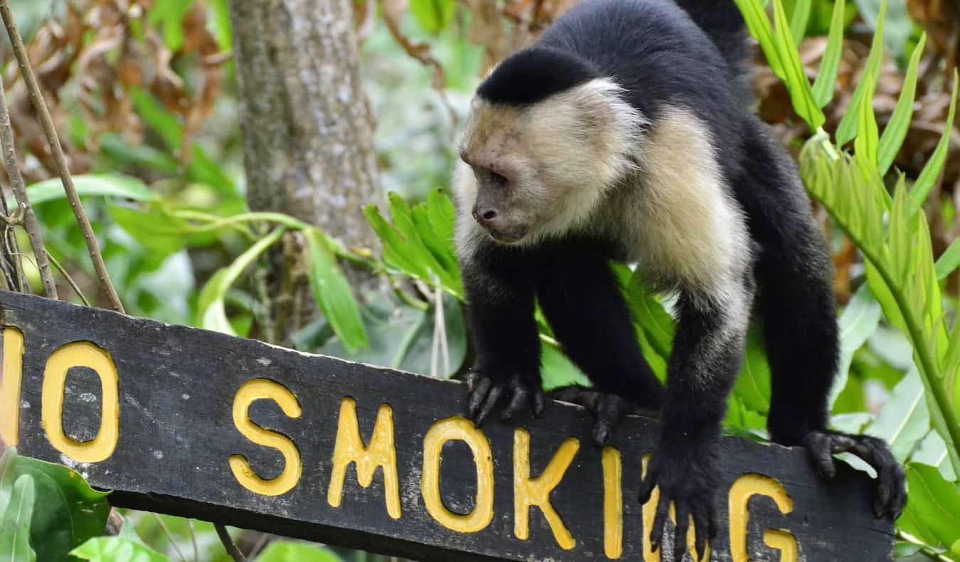 Macaco subindo em uma placa em Cahuita, Costa Rica