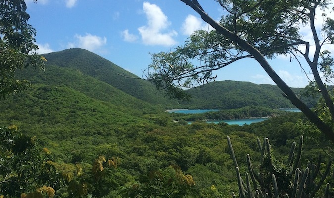 Lush Jungle, ao redor do caminho da rif-bay, na Ilha St. John, nas Ilhas Virgens dos Estados Unidos