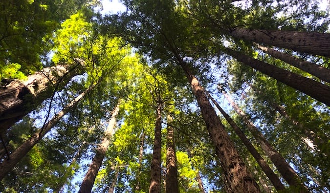 Sequóias altas no Parque Nacional Redwood, Califórnia, durante o dia