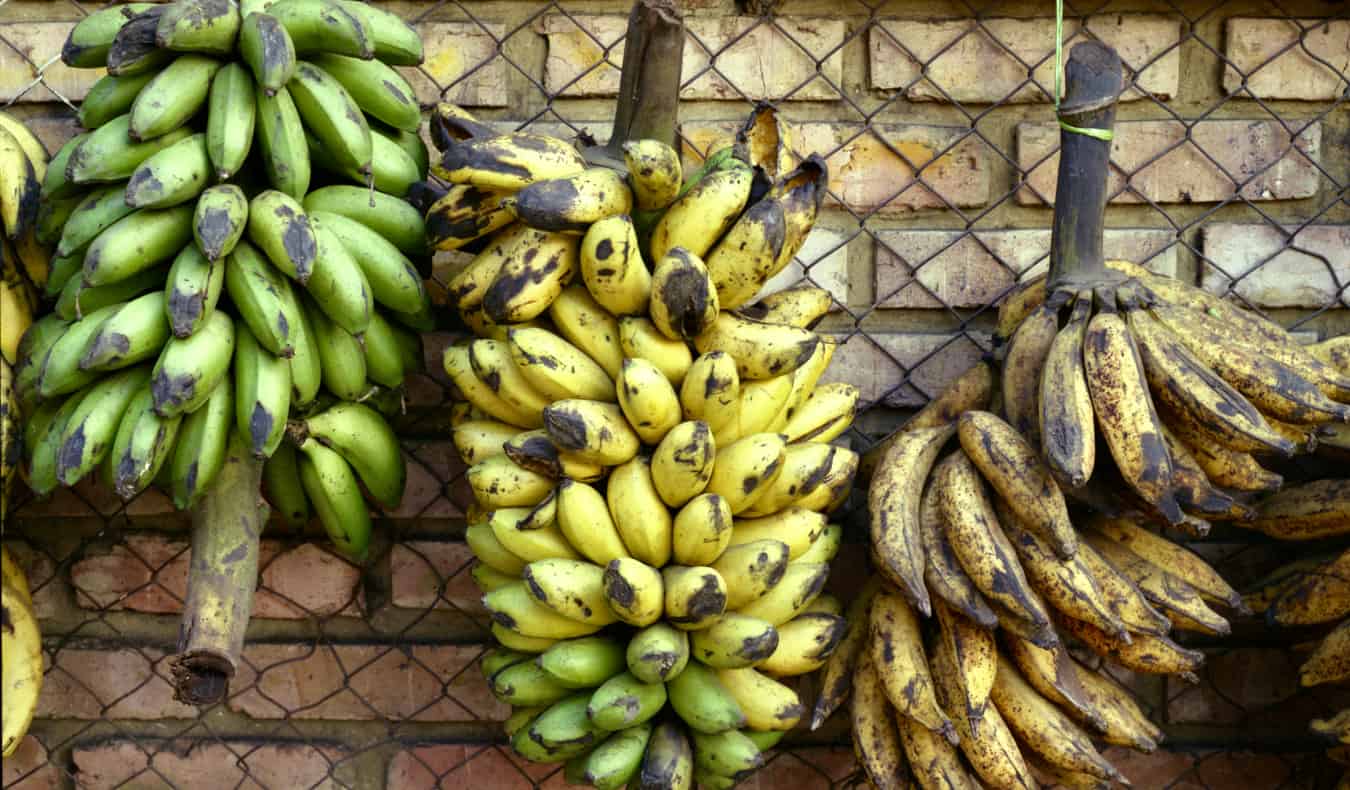 Cuntos de bananas em Bogotá, Colômbia