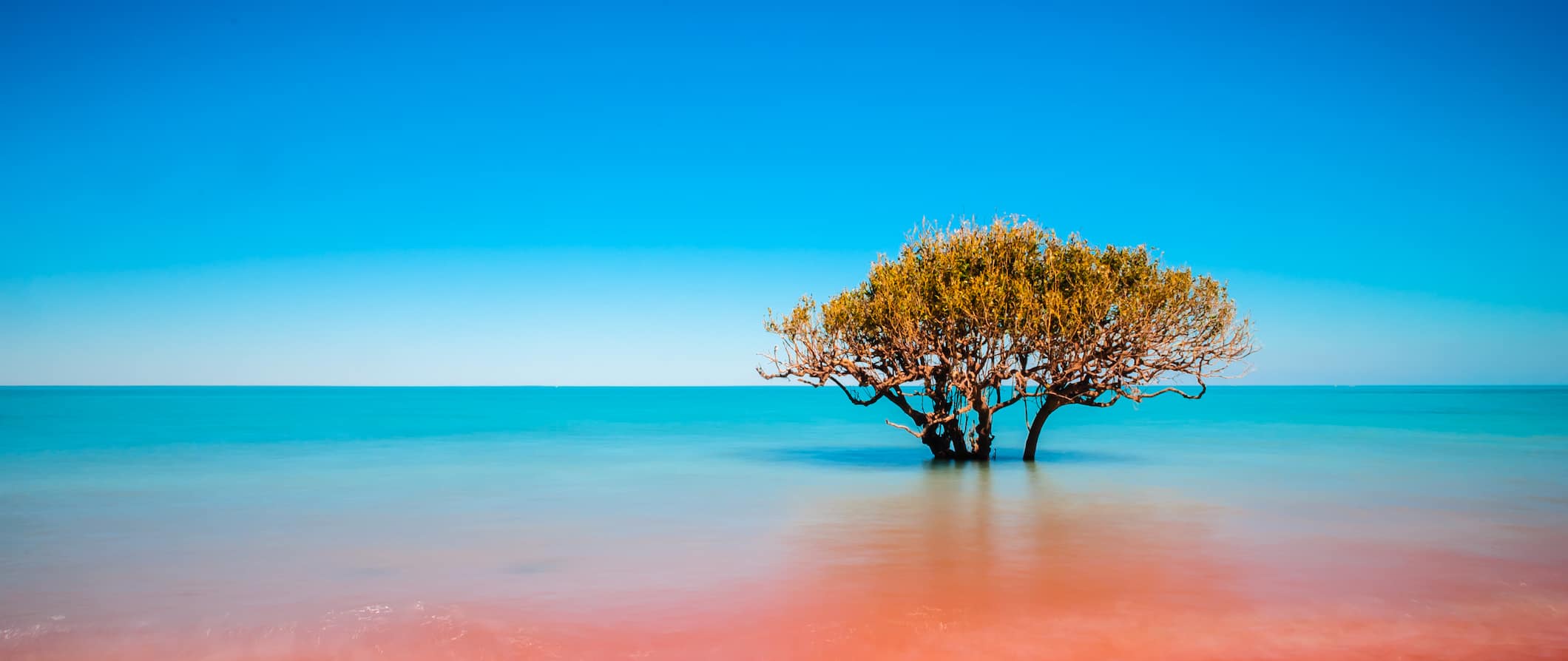Uma árvore solitária nas águas turvas da costa de Broome, Austrália