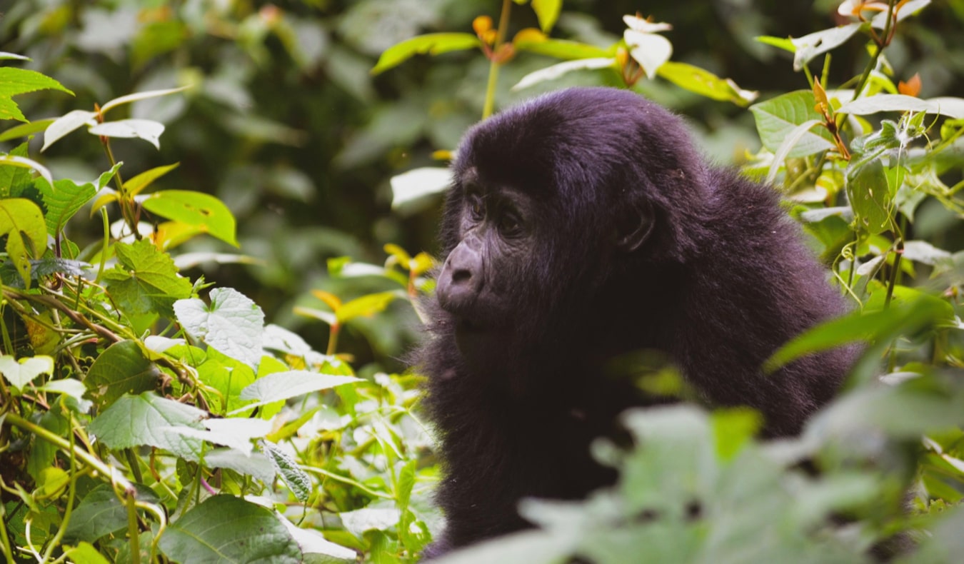 Jovem filhote de gorila na selva de Uganda