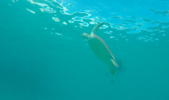 Uma tartaruga marinha nada nas águas cristalinas das Ilhas Virgens