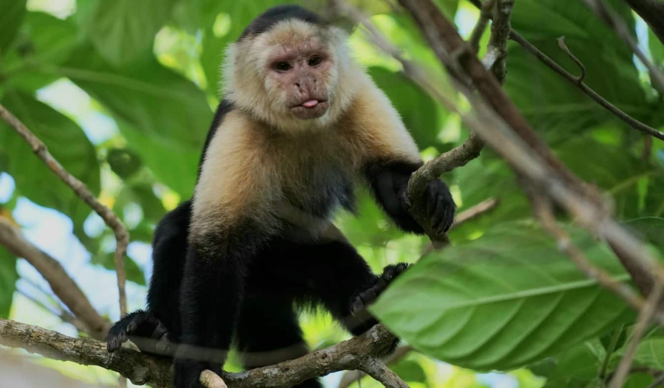 Macaco sentado em um galho com a língua para fora no Parque Nacional Cahuita, Costa Rica