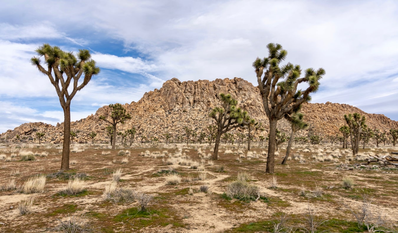 Árvores icônicas de Joshua crescendo no deserto de Aria, Califórnia