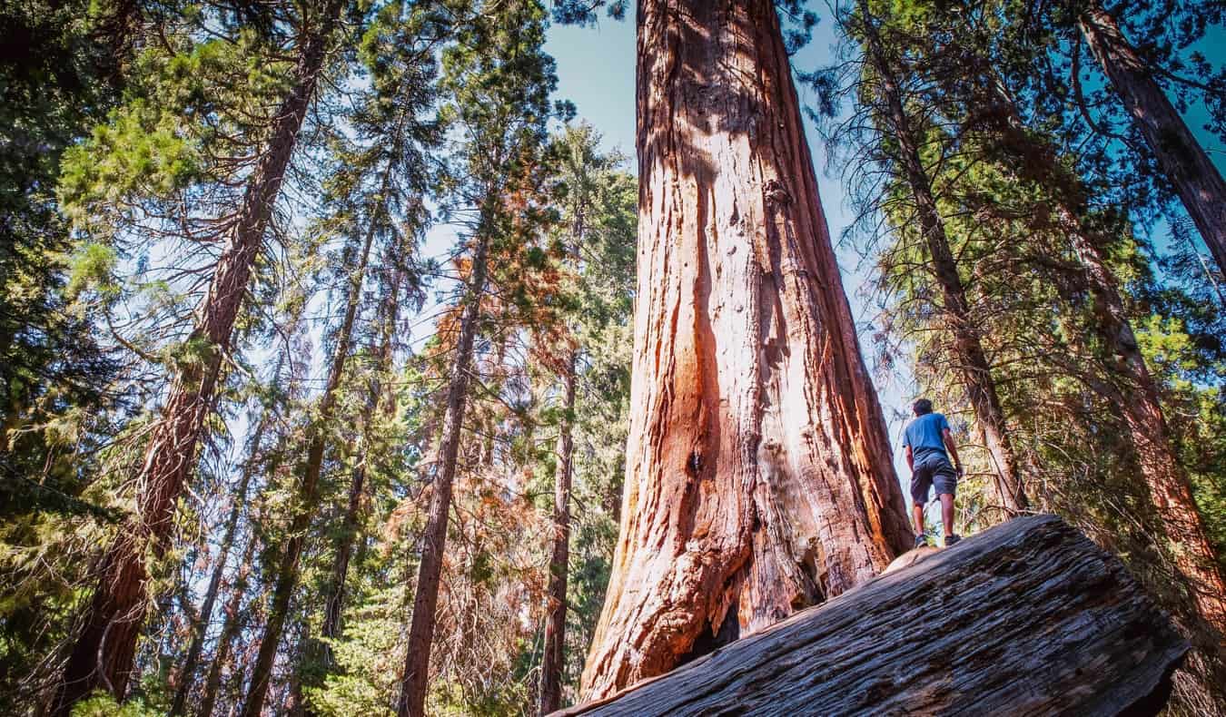 Enormes sequóias e sequóias no Parque Nacional Sequoia, na Califórnia, EUA