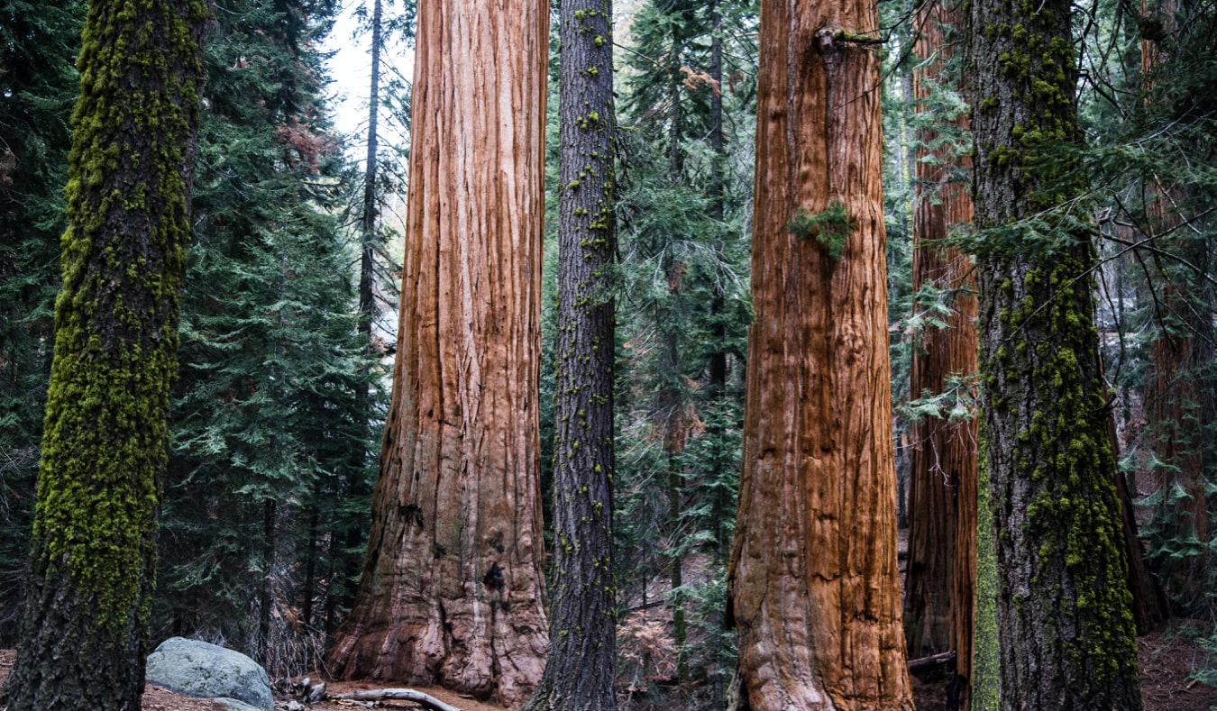Árvores vermelhas maciças e sequóia no Parque Nacional Schoy, Califórnia