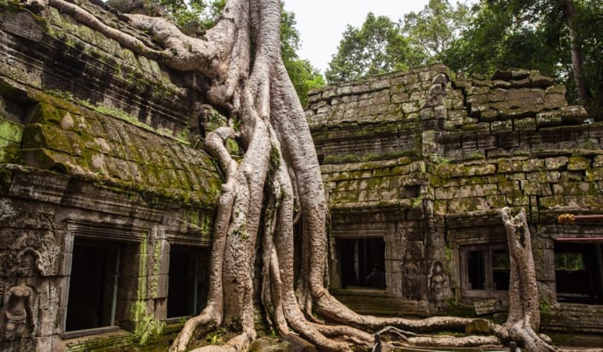 Uma árvore que cresce ao redor do templo em Angkor-Watu no Camboja