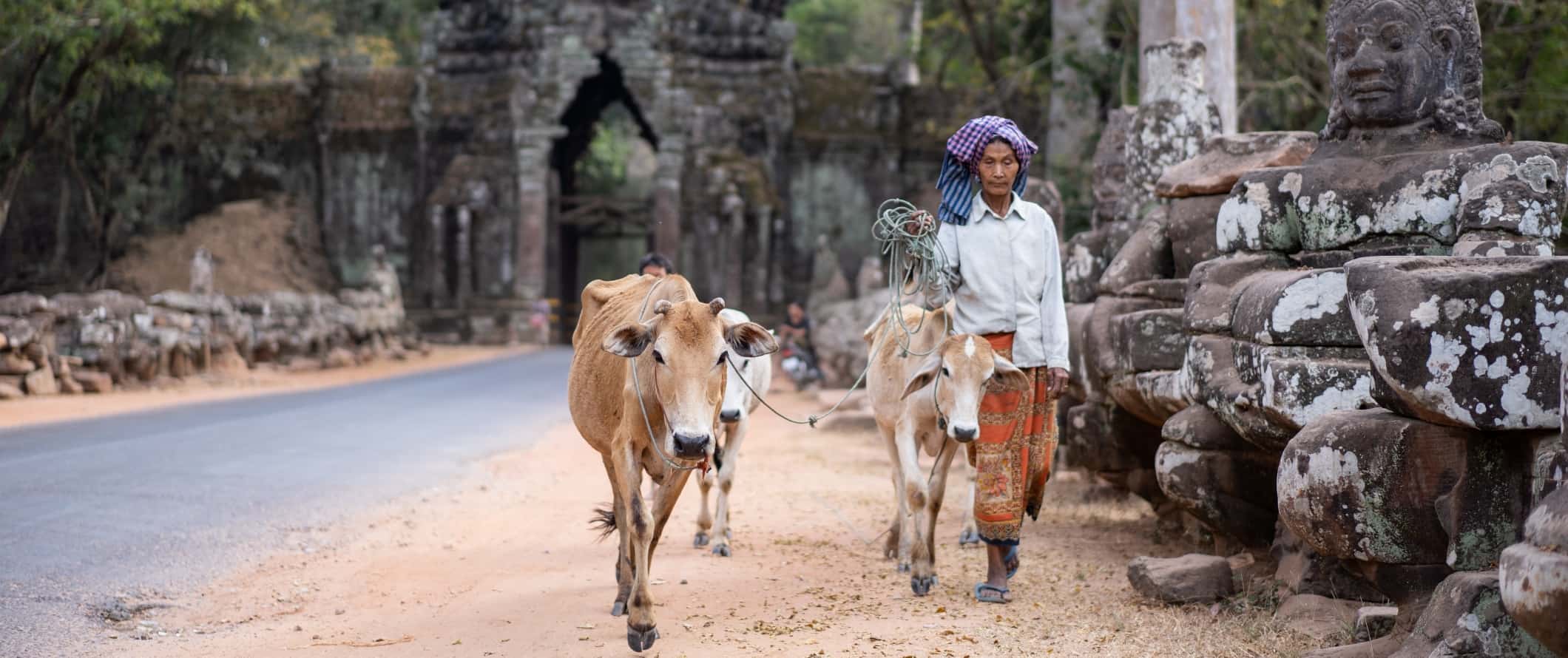 Uma mulher caminha por um caminho com vacas nas proximidades do antigo complexo de templos de Angkor Wat, Camboja