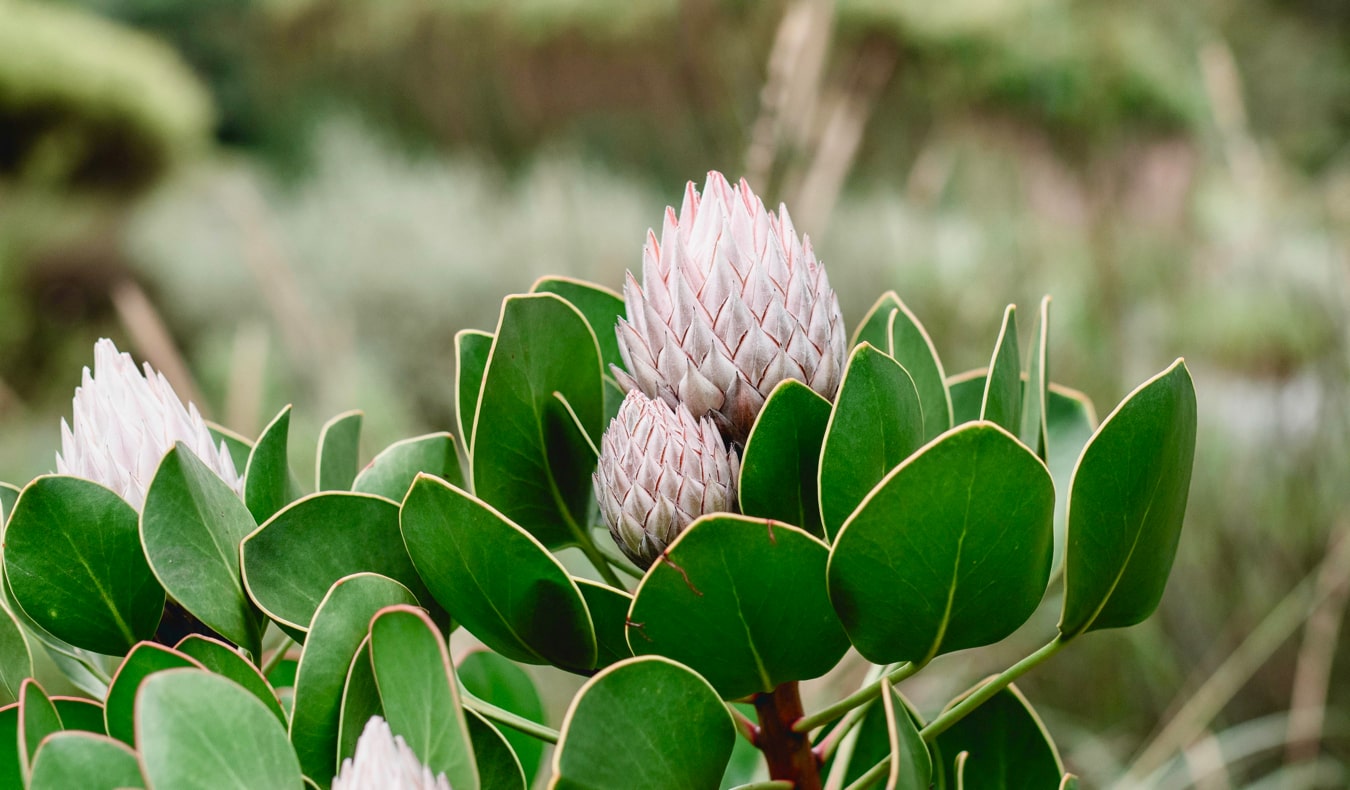 Planta exótica multicolorida no histórico jardim Kirstenbosch na Cidade do Cabo, África do Sul
