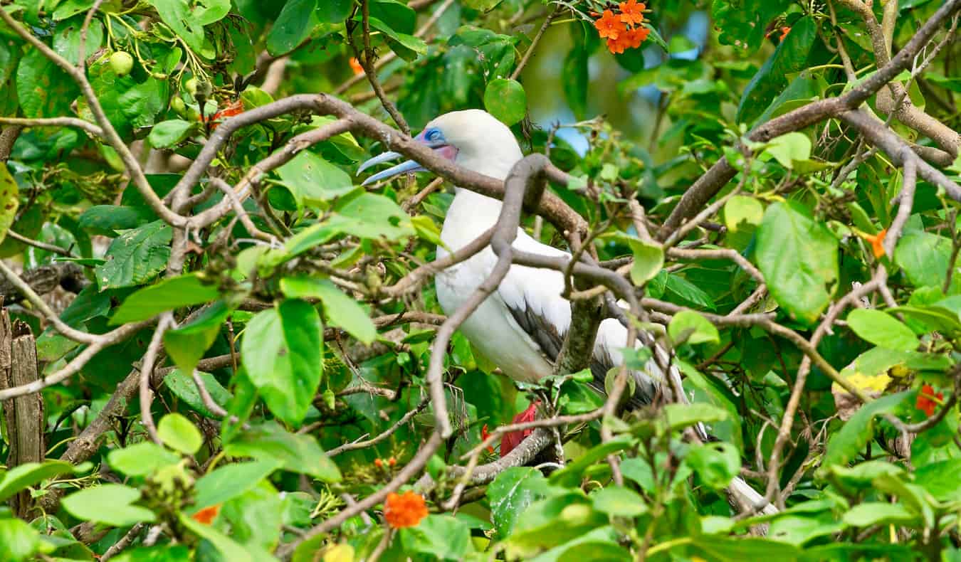 Grande ave marinha escondida em arbustos no Caribe