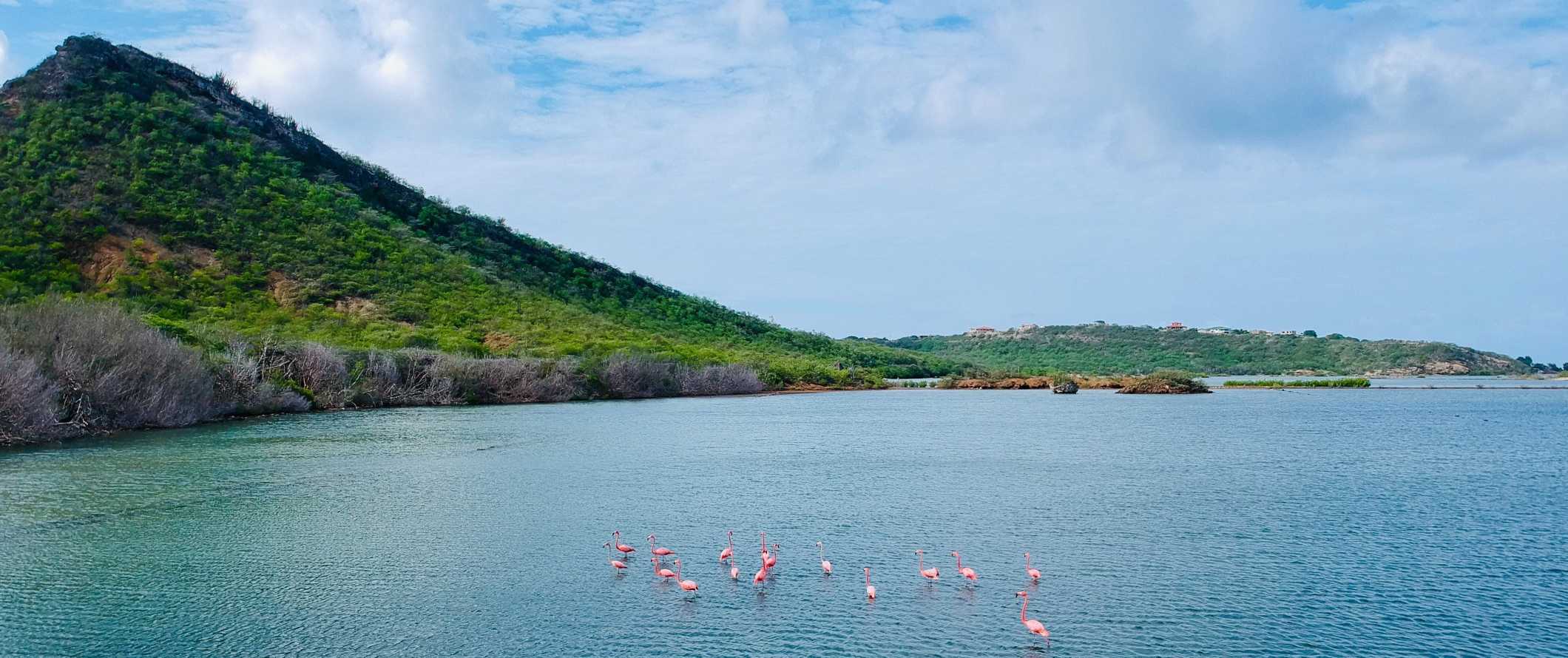 Um bando de flamingos no oceano do Caribe, perto da loja de uma ilha tropical coberta com ervas exuberantes