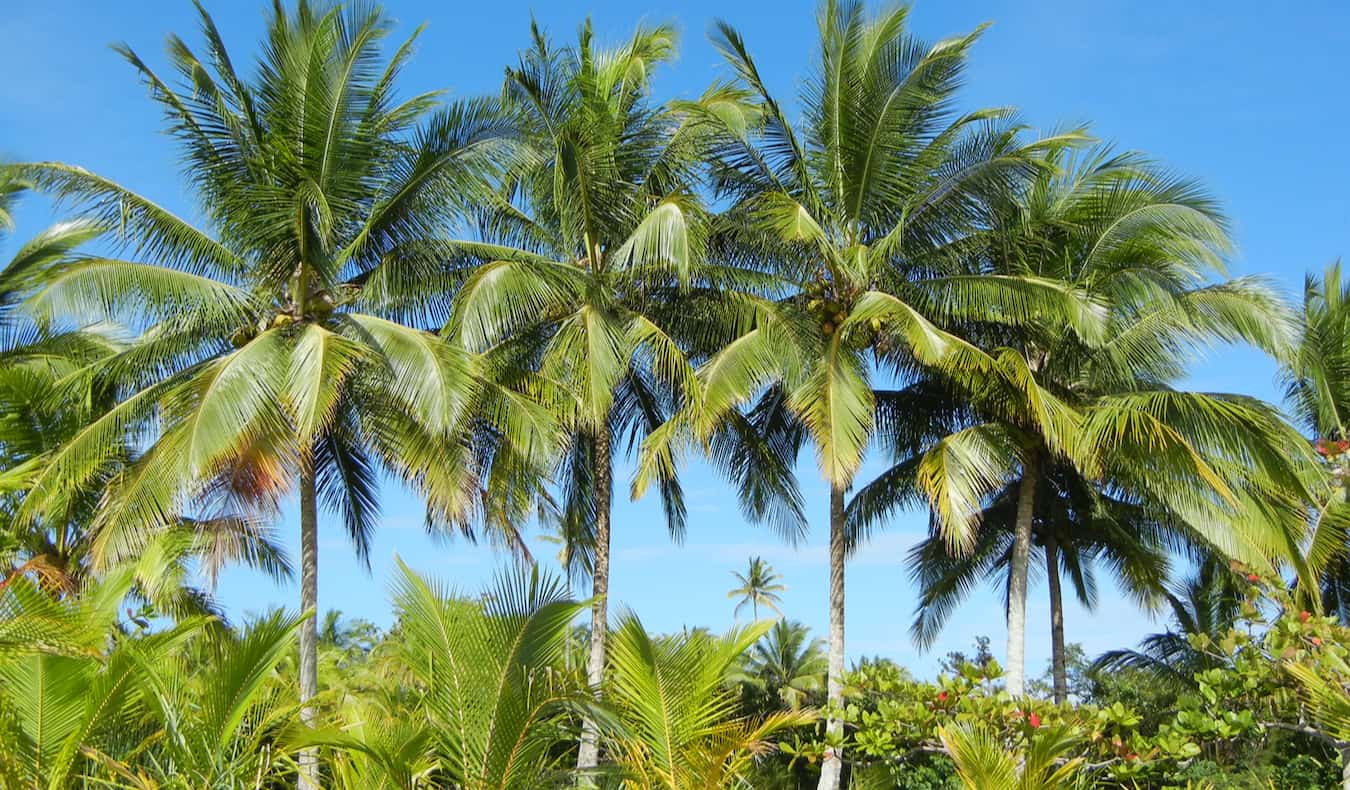 Palms na magnífica costa do Panamá, Matt nômade foi baleado