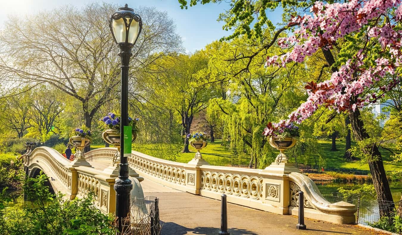 A ponte inclinada histórica, um poste de luz forjado e uma cerejeira florescendo flores rosa em um belo parque central na primavera em Nova York.