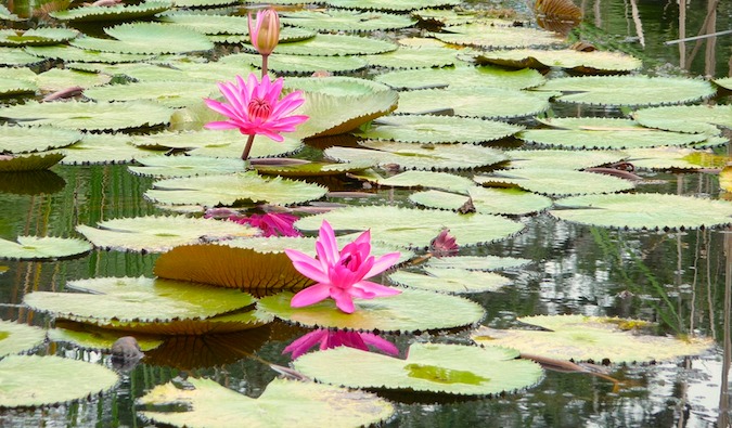 Lagoa no Jardim Botânico de Singapura