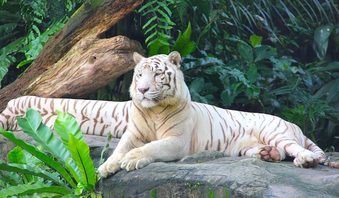 Tigre solitário no Zoológico de Singapura