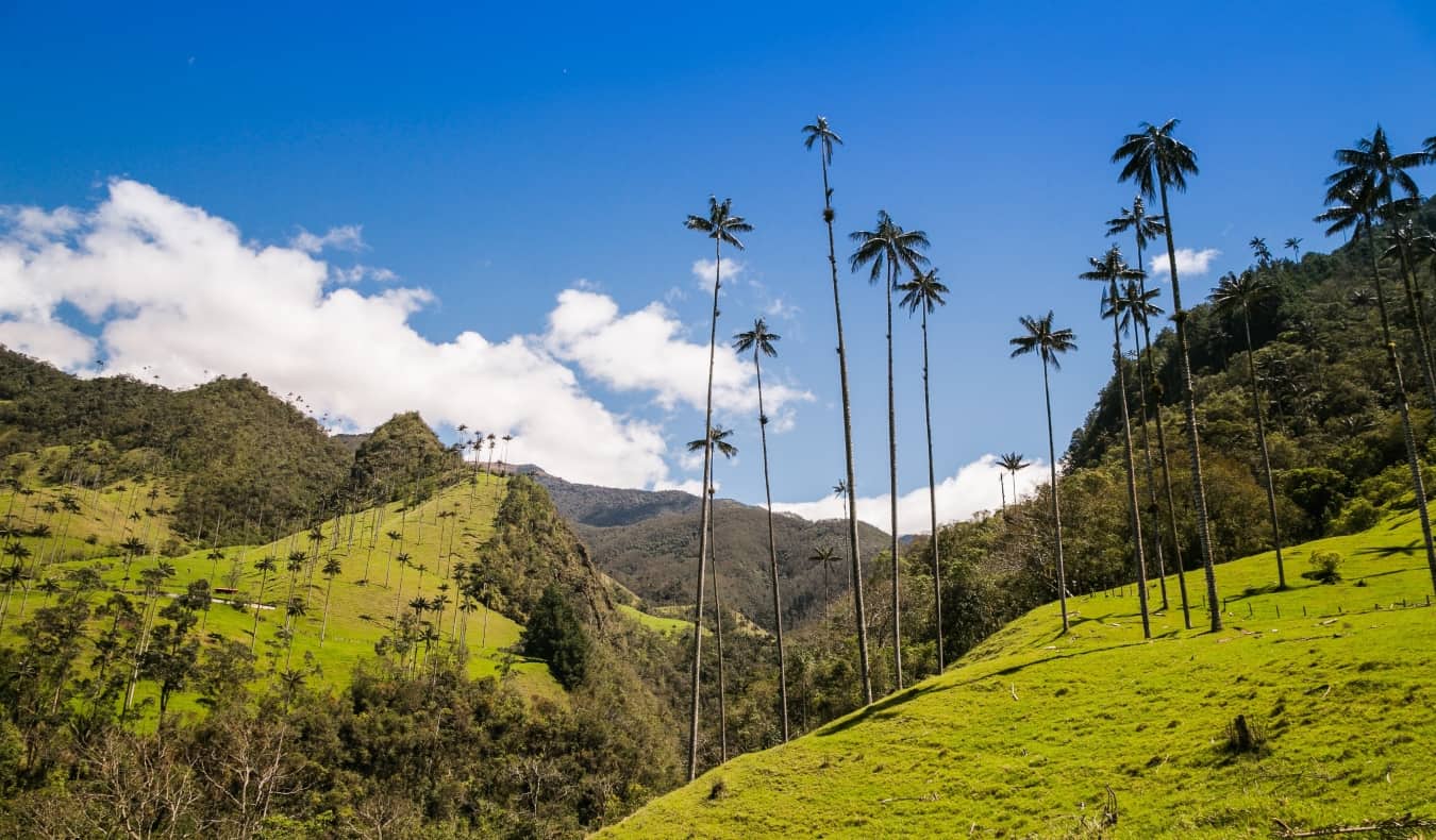 Palmeiras de cera famosas contra uma colina verde no vale de Kokora, Colômbia